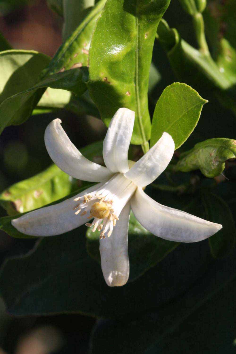              Flower (Riverside, CA)       